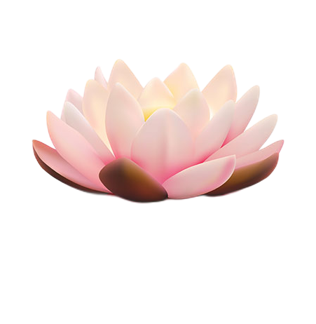 Isolated flower of lotus with light pink petals with reflection on white background 