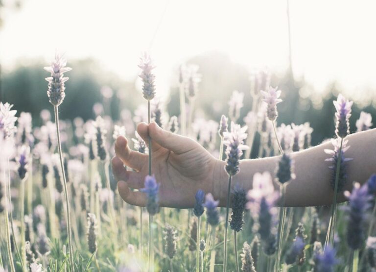 Hand gently brushing through lavender in soft sunlight, symbolizing calm, grounding, and mindful healing in therapy sessions in Upland, CA.