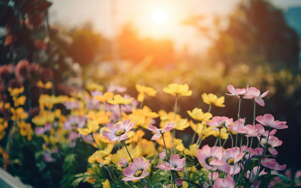 sunlight shining on a field on pink and yellow flowers